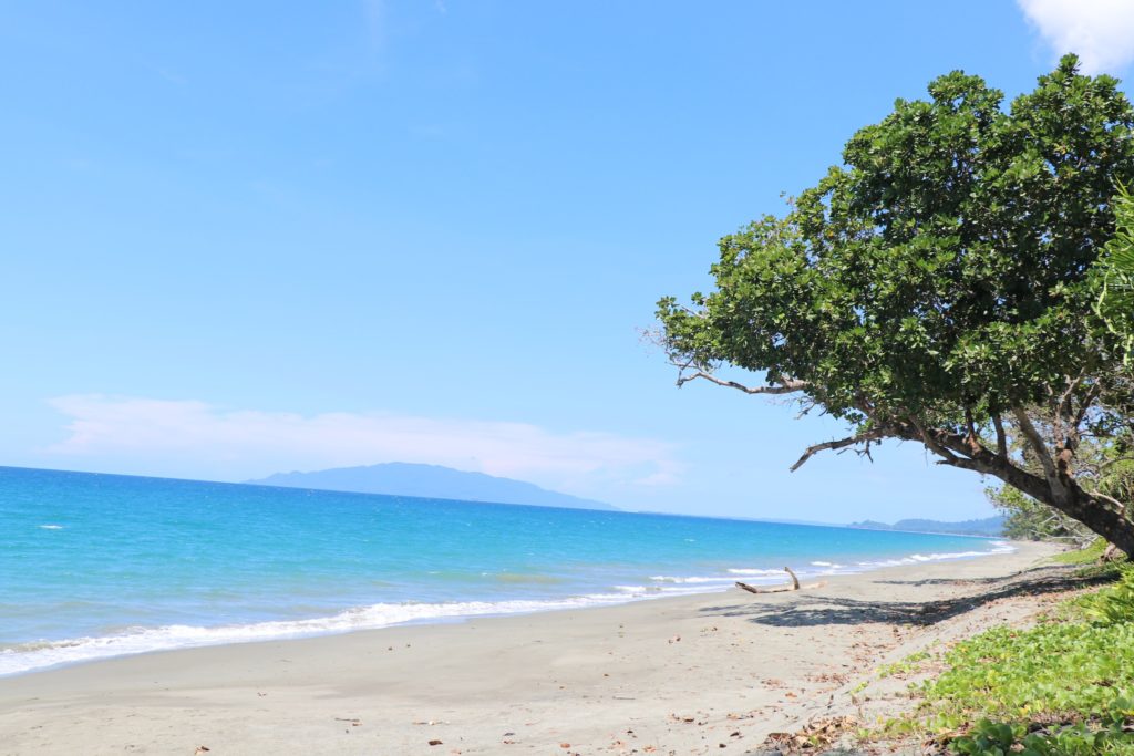 Guinea-Bissau_Beach_Tree